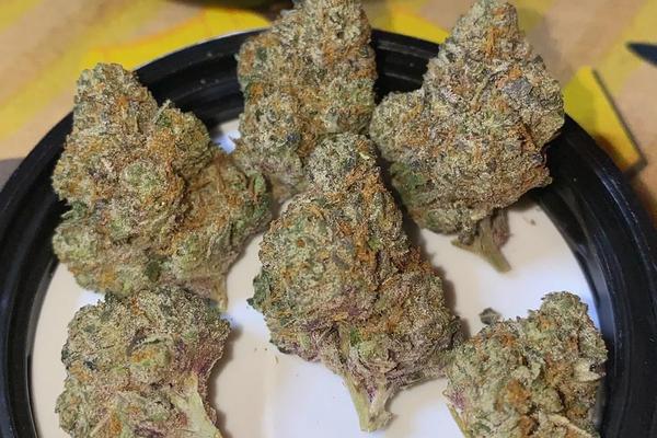 Gelato - Hybrid