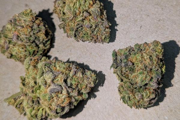 Jack Herer - Sativa